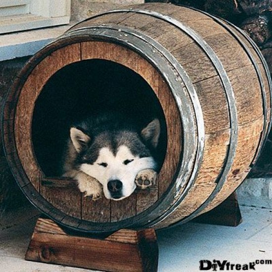 Masifart Şarap Fıçısı Köpek Klubesi